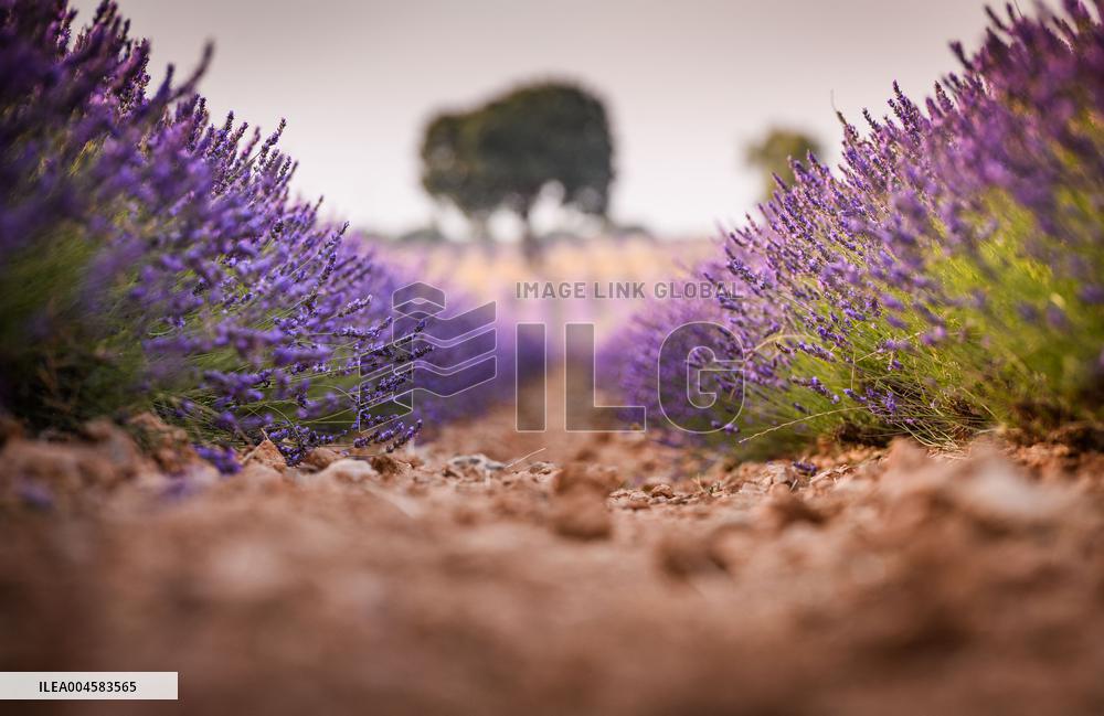Lavender fields in Brihuega