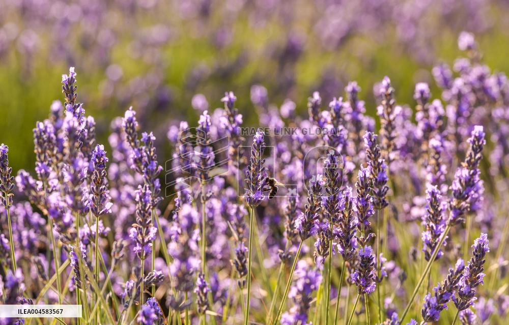Lavender fields in Brihuega