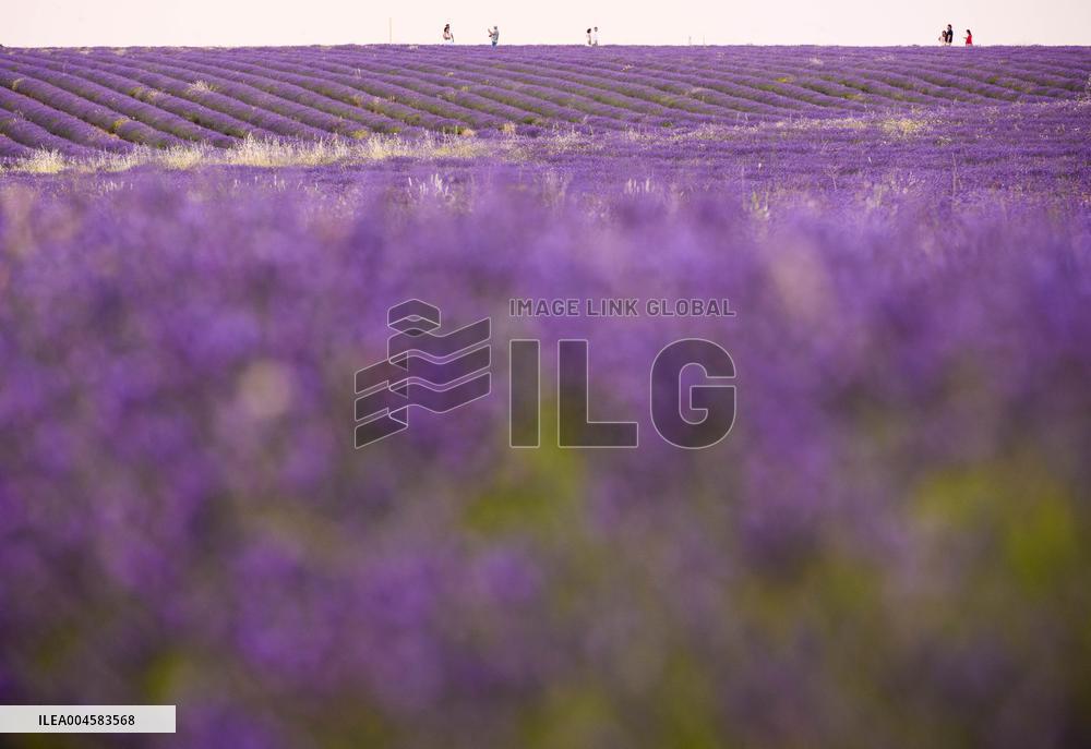 Lavender fields in Brihuega