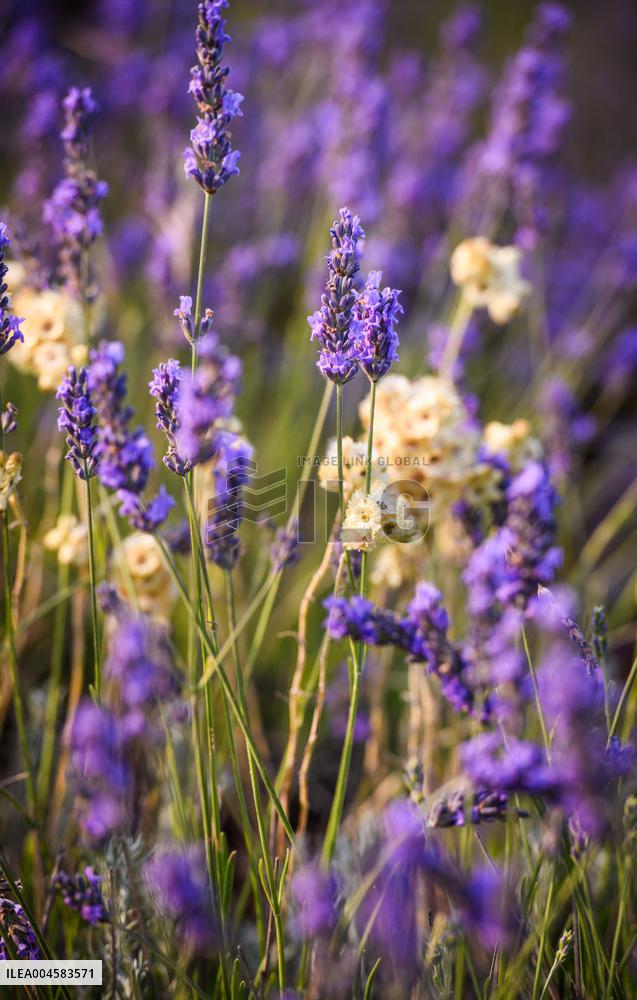 Lavender fields in Brihuega