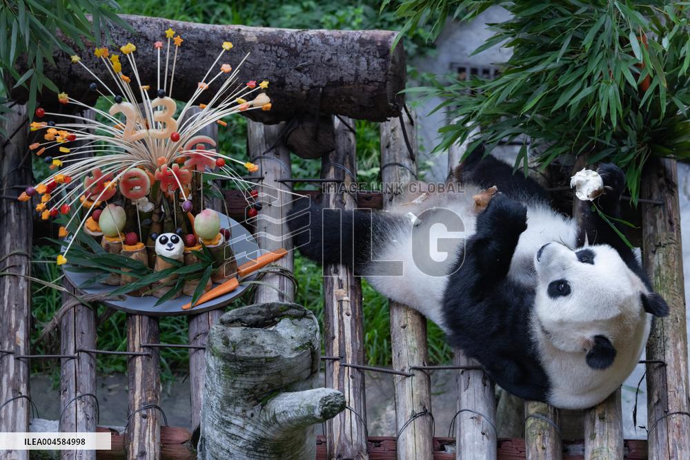 Giant Panda Lanxiang Celebrated 23rd Birthday in Chongqing Zoo