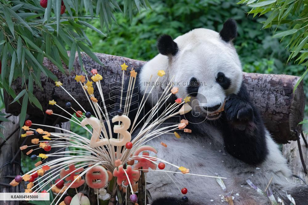 Giant Panda Lanxiang Celebrated 23rd Birthday in Chongqing Zoo