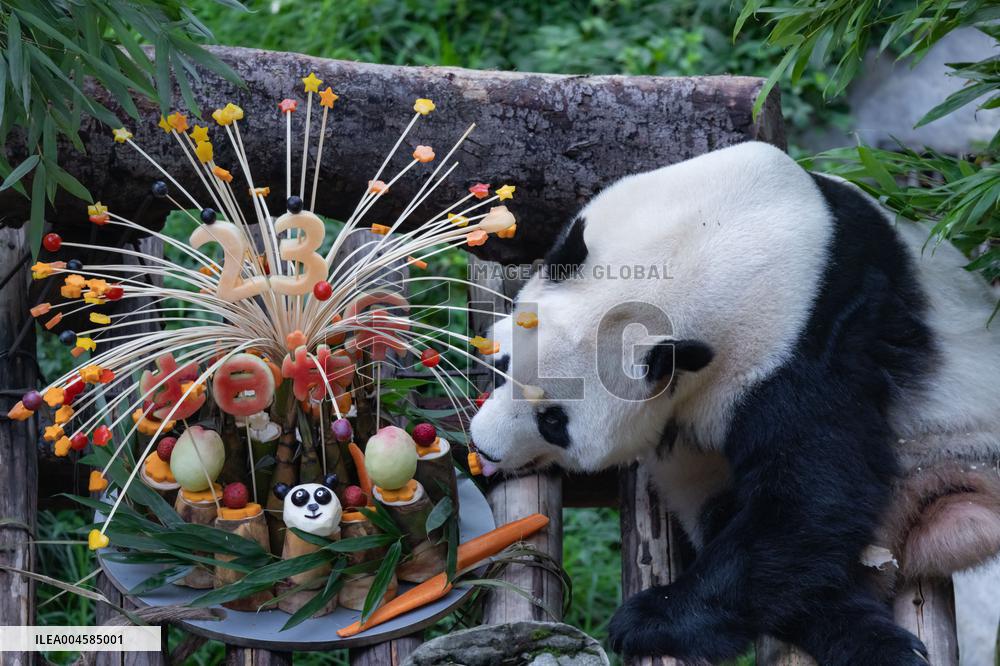 Giant Panda Lanxiang Celebrated 23rd Birthday in Chongqing Zoo