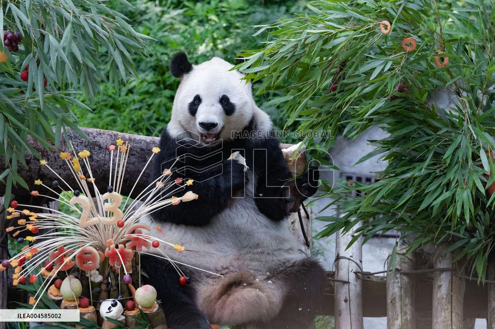 Giant Panda Lanxiang Celebrated 23rd Birthday in Chongqing Zoo