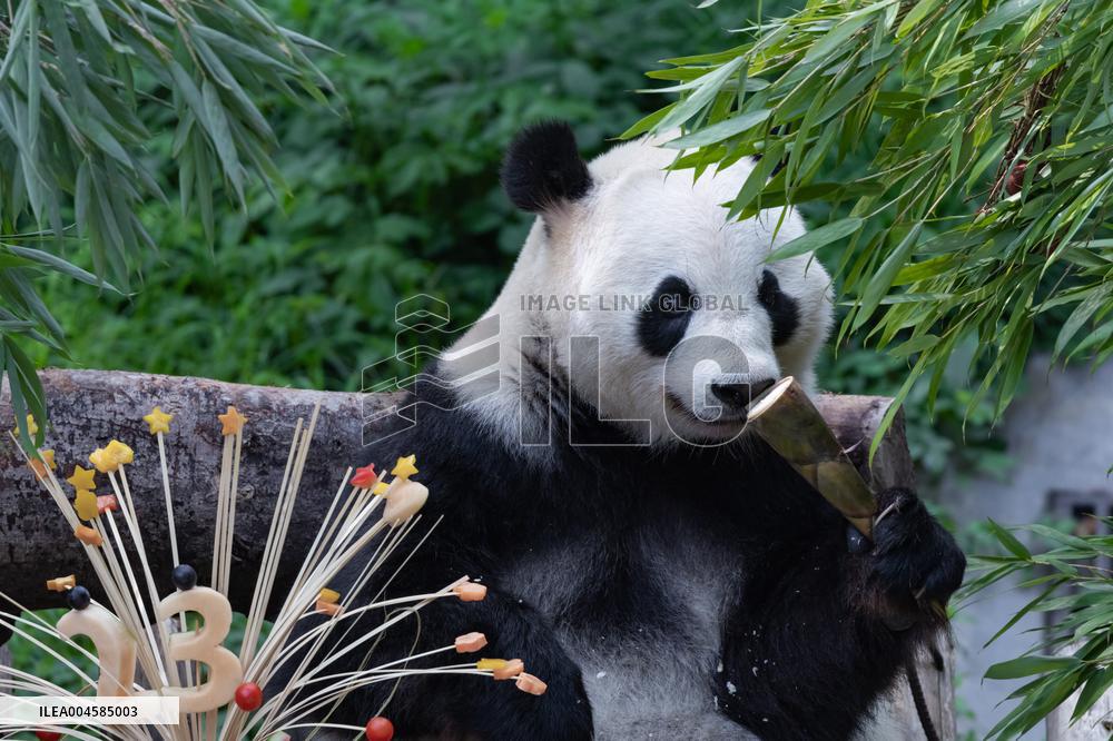 Giant Panda Lanxiang Celebrated 23rd Birthday in Chongqing Zoo