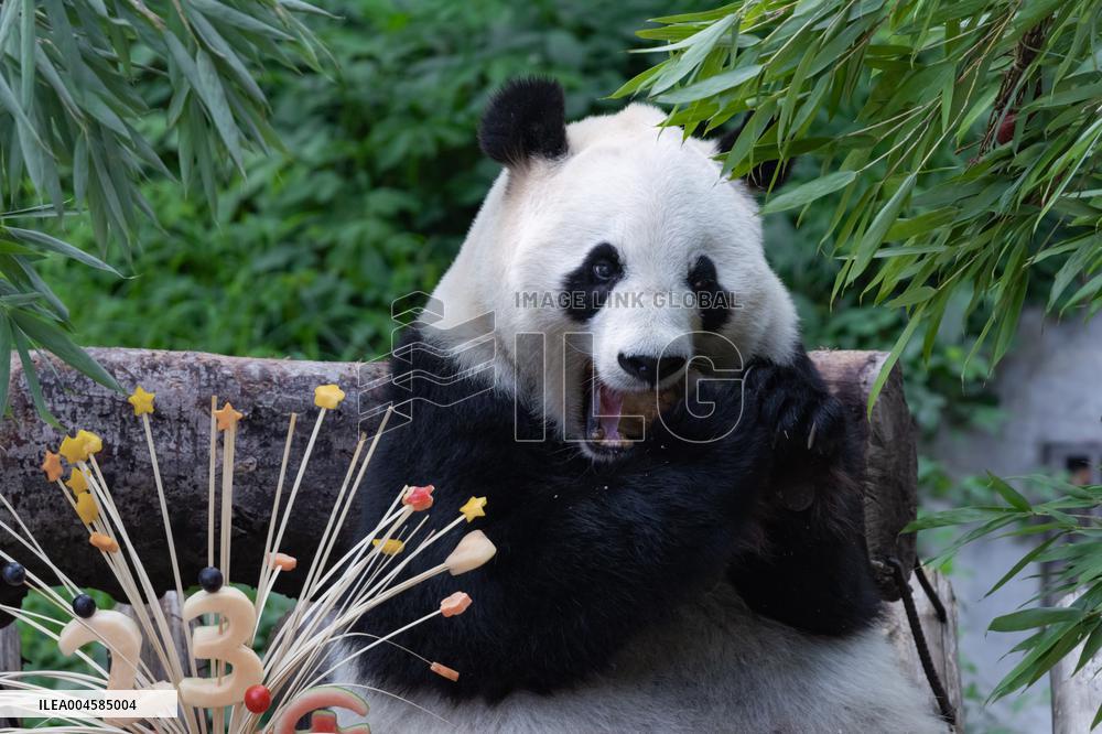 Giant Panda Lanxiang Celebrated 23rd Birthday in Chongqing Zoo