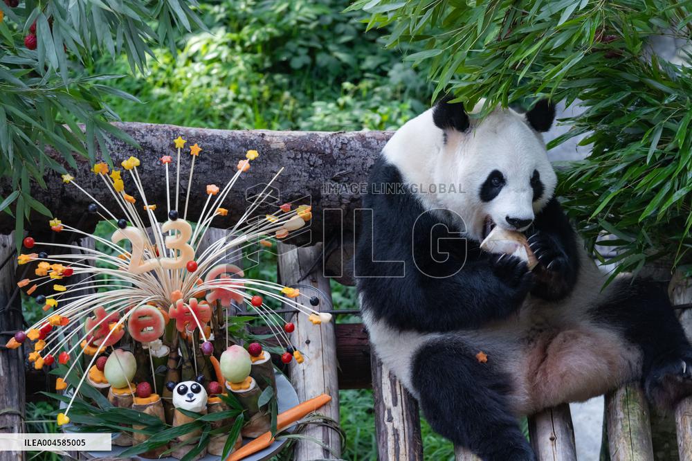 Giant Panda Lanxiang Celebrated 23rd Birthday in Chongqing Zoo