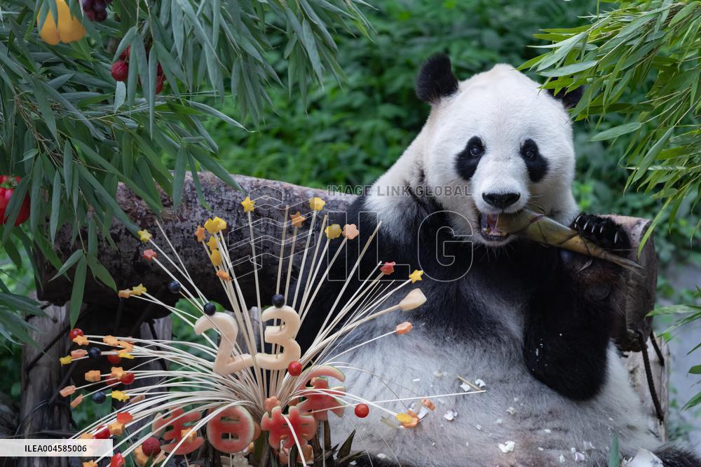 Giant Panda Lanxiang Celebrated 23rd Birthday in Chongqing Zoo