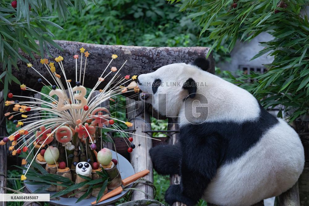 Giant Panda Lanxiang Celebrated 23rd Birthday in Chongqing Zoo