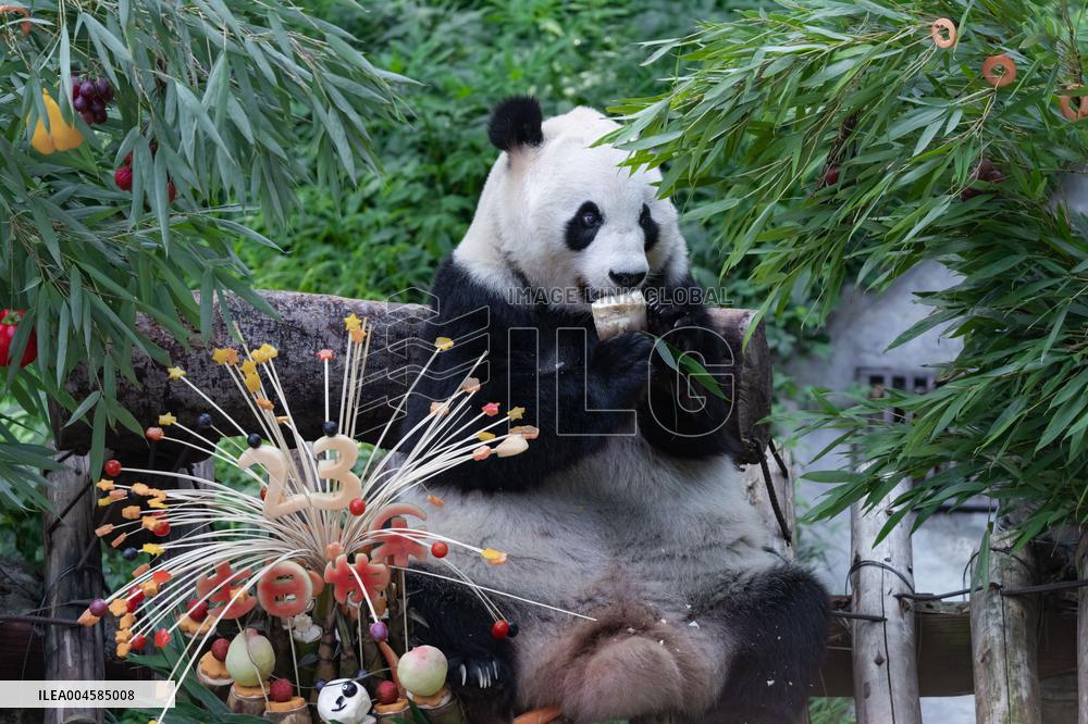 Giant Panda Lanxiang Celebrated 23rd Birthday in Chongqing Zoo