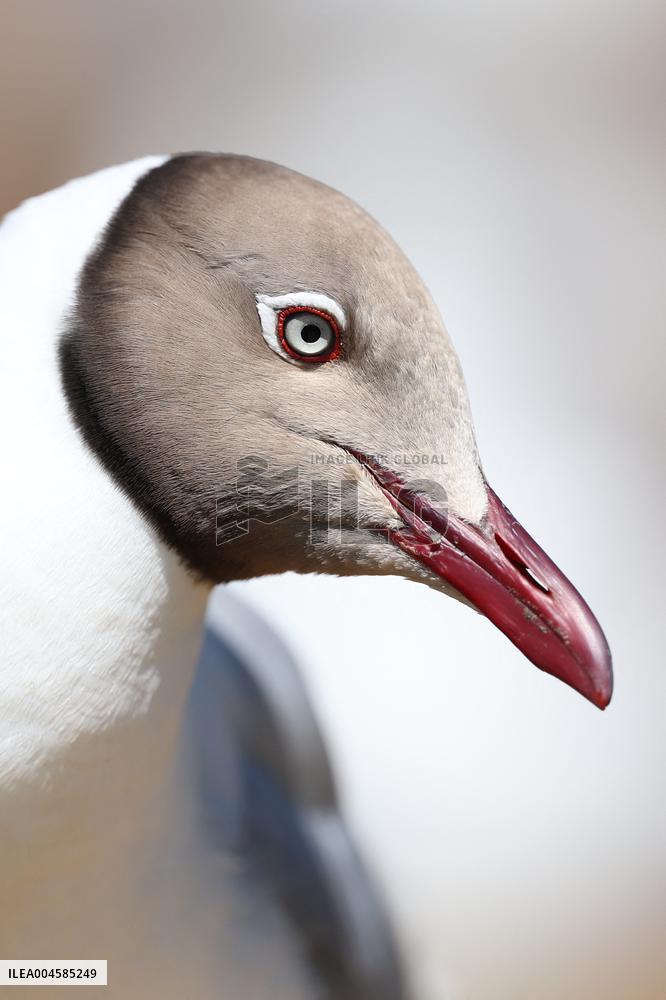 A Brown-Headed Gull - China