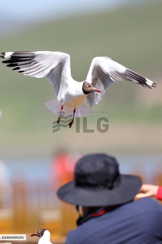 A Brown-Headed Gull - China