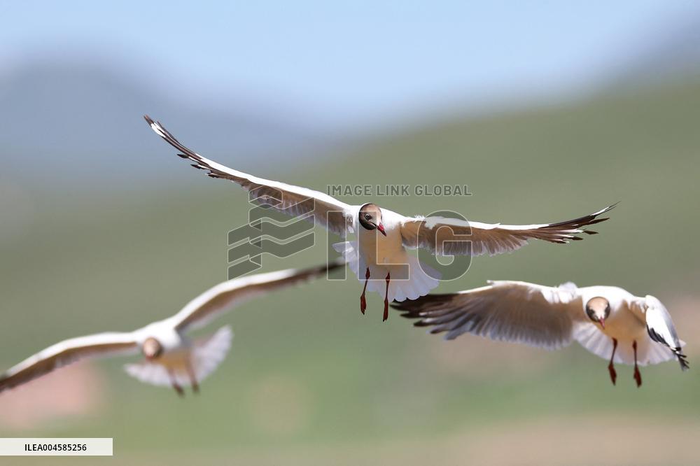 A Brown-Headed Gull - China
