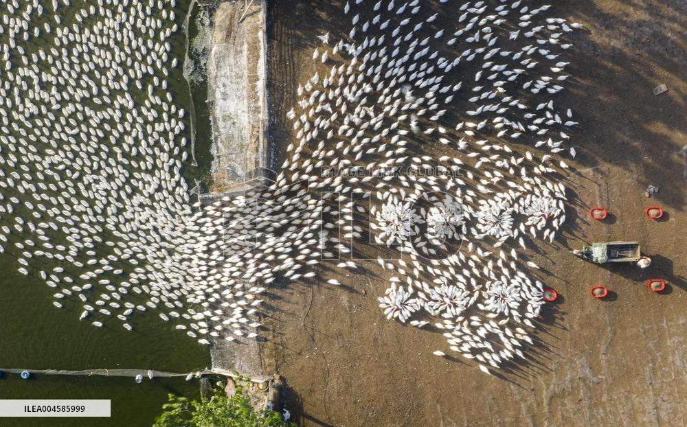 Ecological Goose Breeding Base
