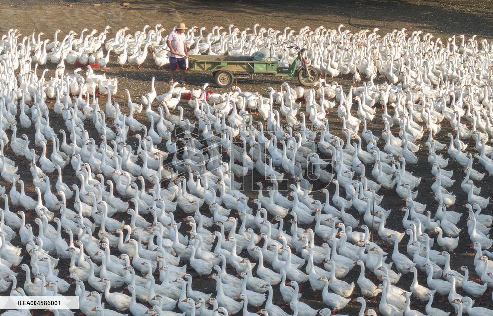 Ecological Goose Breeding Base
