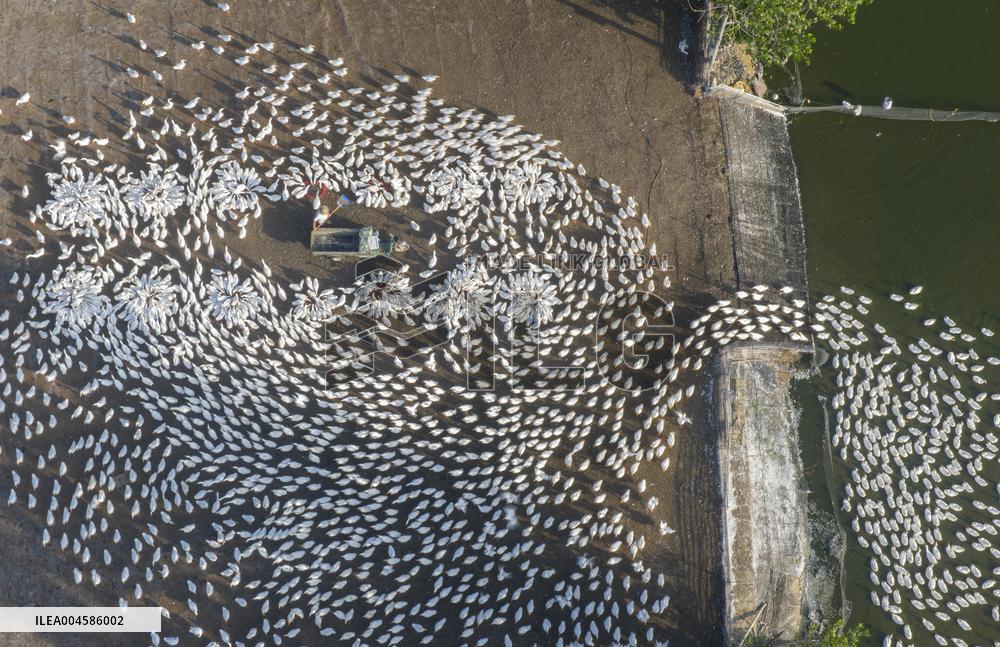 Ecological Goose Breeding Base