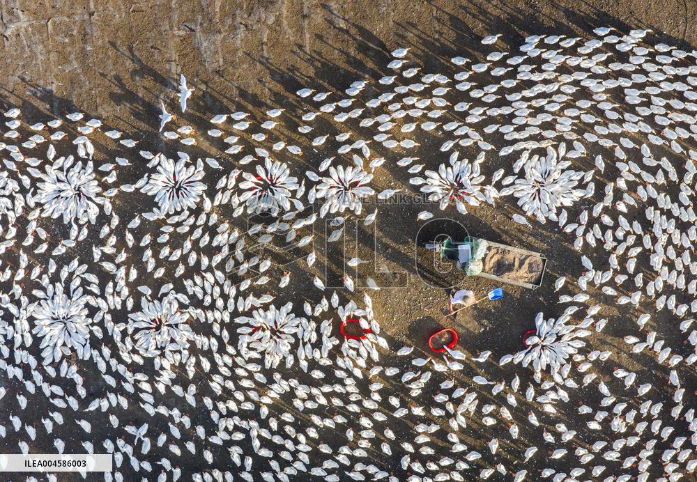 Ecological Goose Breeding Base