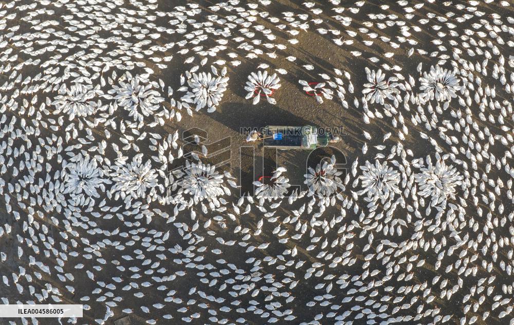 Ecological Goose Breeding Base