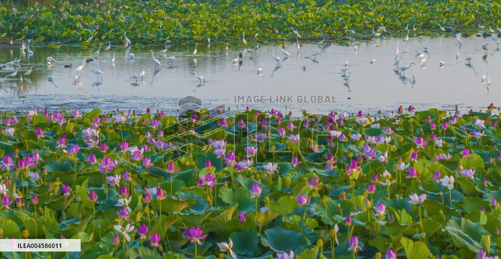 Egrets Playing Among Blooming Lotus Flowers in Suqian
