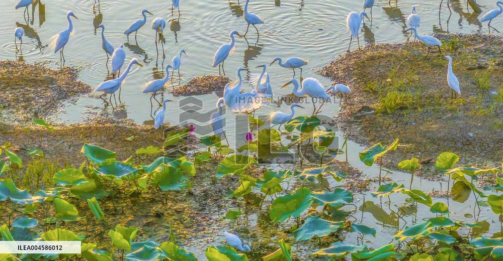 Egrets Playing Among Blooming Lotus Flowers in Suqian