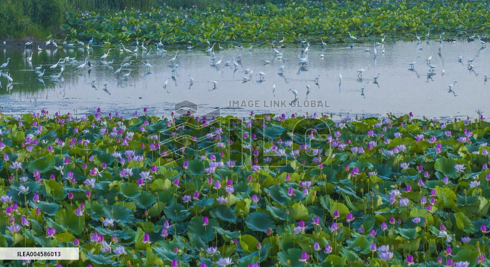 Egrets Playing Among Blooming Lotus Flowers in Suqian