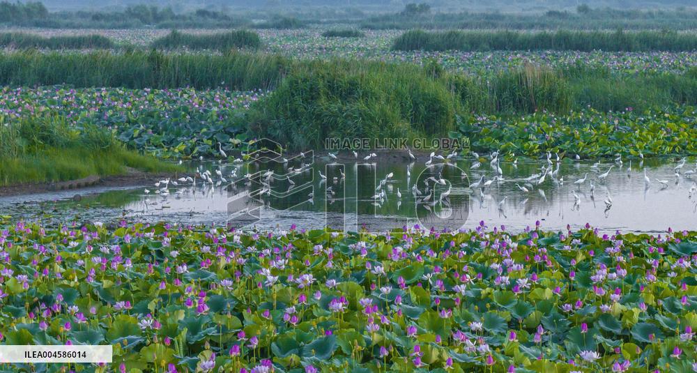 Egrets Playing Among Blooming Lotus Flowers in Suqian