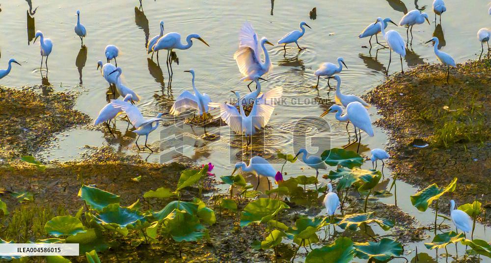 Egrets Playing Among Blooming Lotus Flowers in Suqian