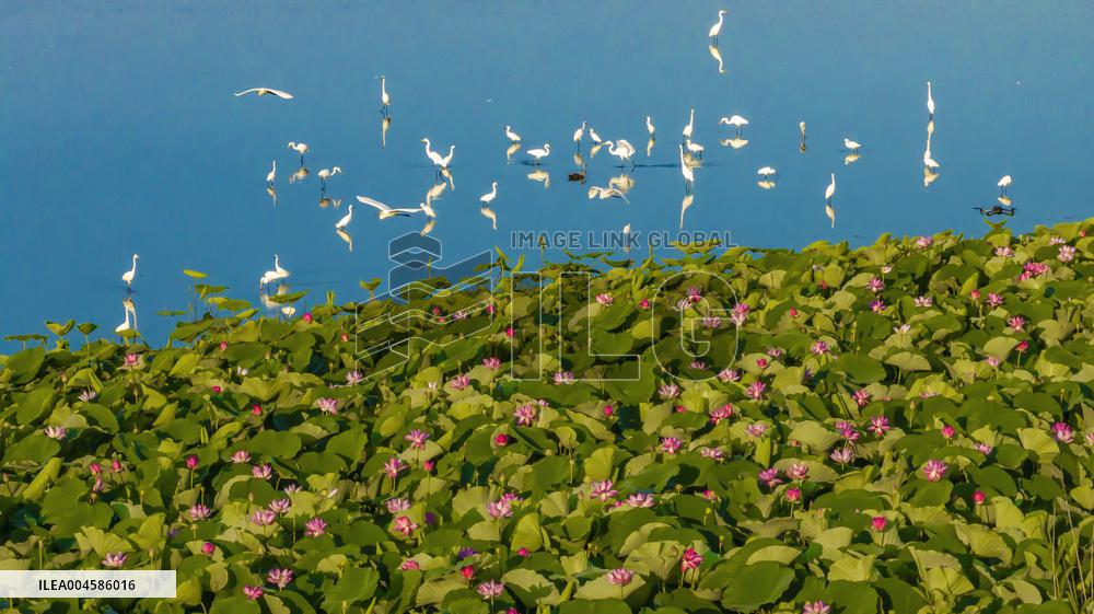 Egrets Playing Among Blooming Lotus Flowers in Suqian