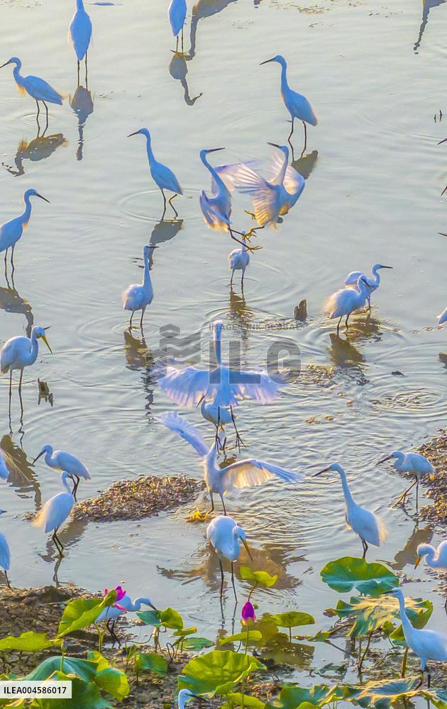Egrets Playing Among Blooming Lotus Flowers in Suqian