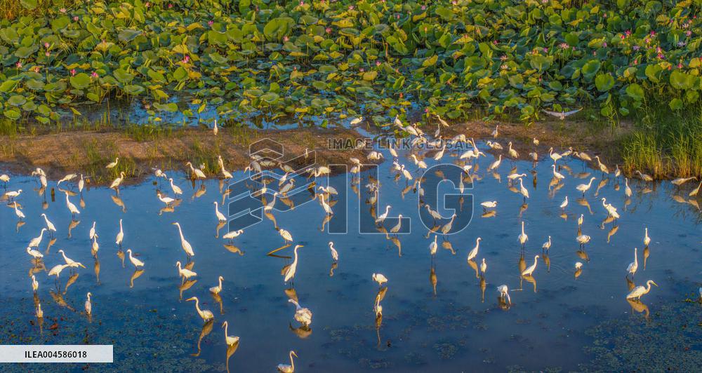 Egrets Playing Among Blooming Lotus Flowers in Suqian