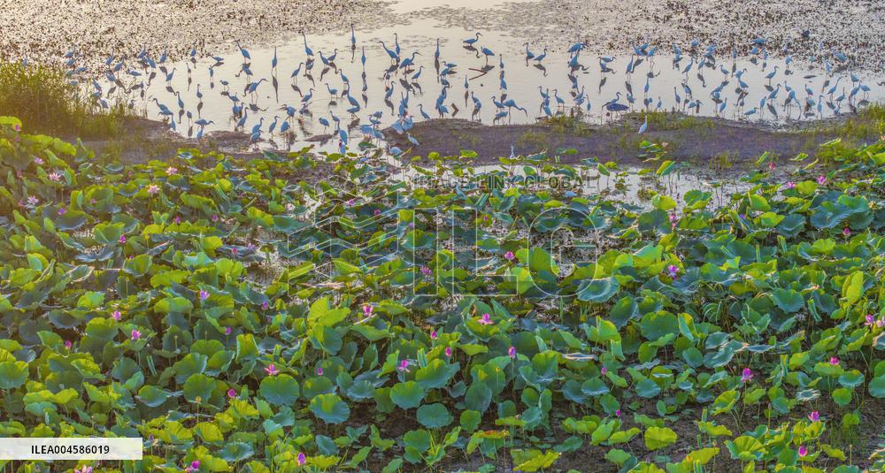 Egrets Playing Among Blooming Lotus Flowers in Suqian