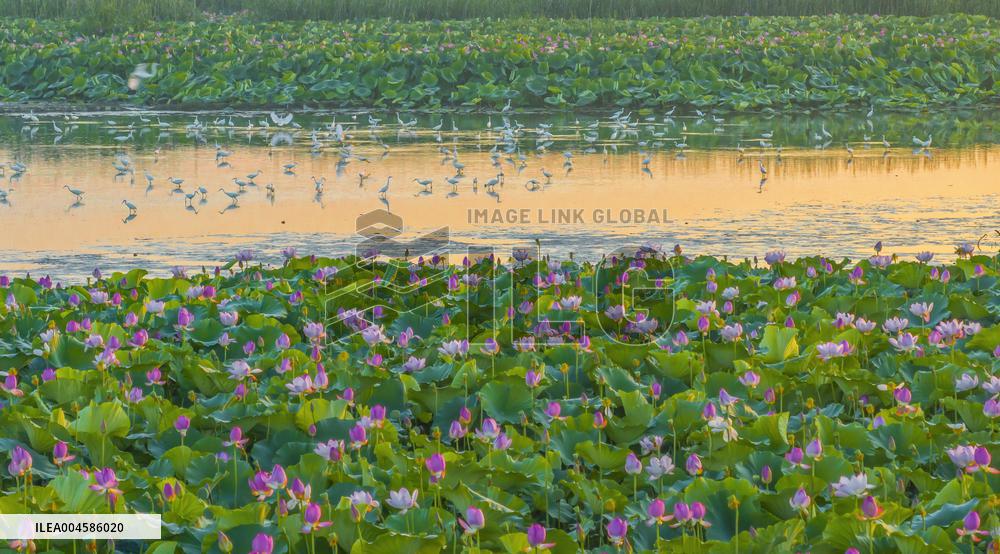 Egrets Playing Among Blooming Lotus Flowers in Suqian