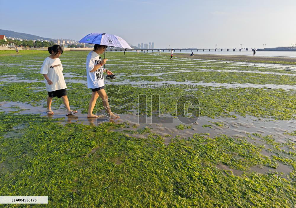 Sea Beach Green Algae in Yantai