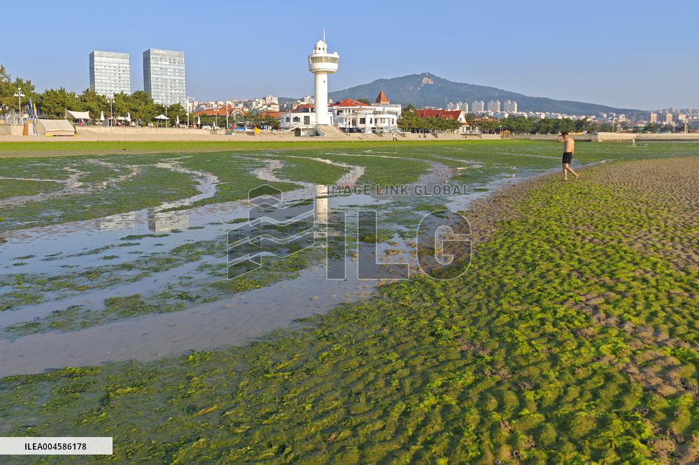 Sea Beach Green Algae in Yantai