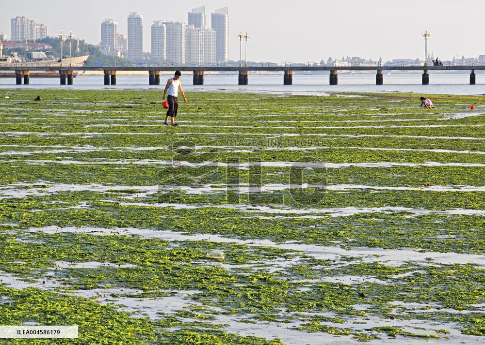 Sea Beach Green Algae in Yantai