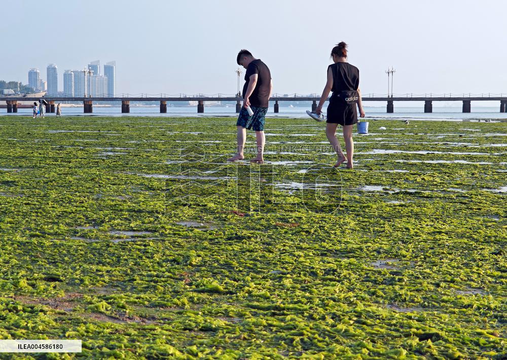 Sea Beach Green Algae in Yantai