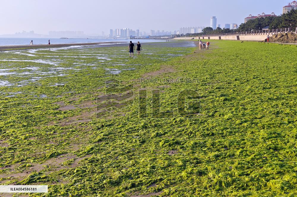 Sea Beach Green Algae in Yantai