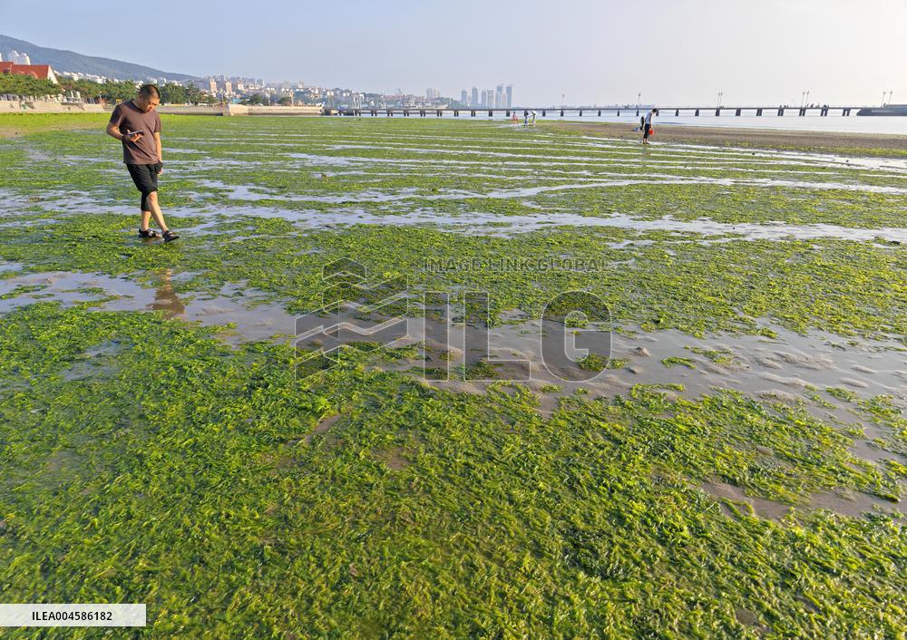 Sea Beach Green Algae in Yantai