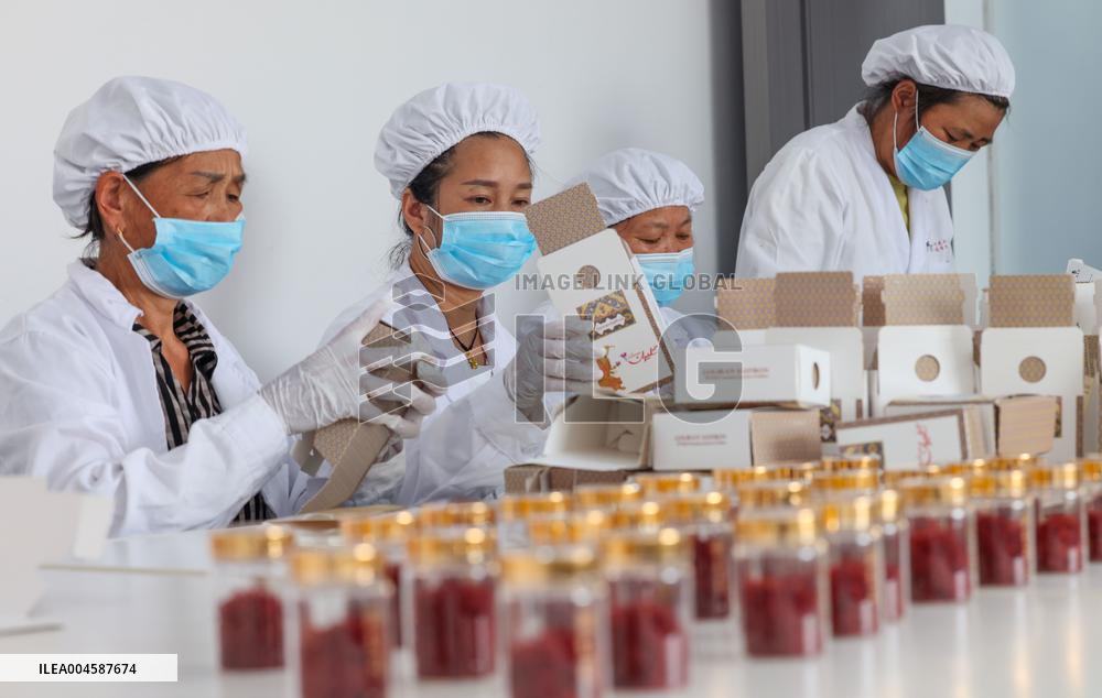 Saffron Manufacturing in Tongren