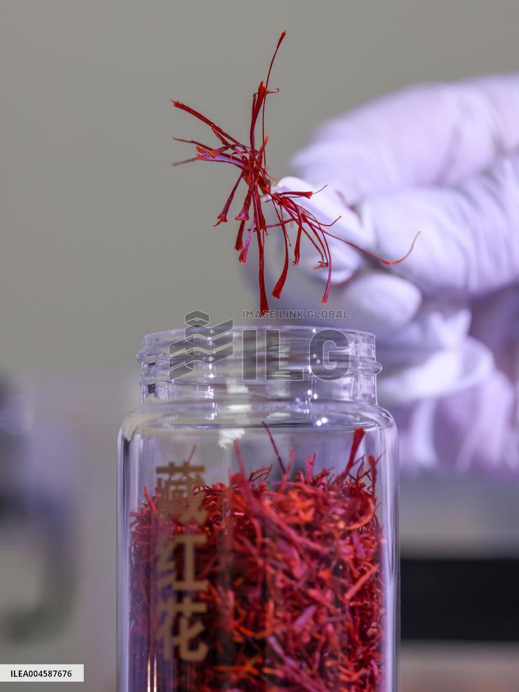 Saffron Manufacturing in Tongren