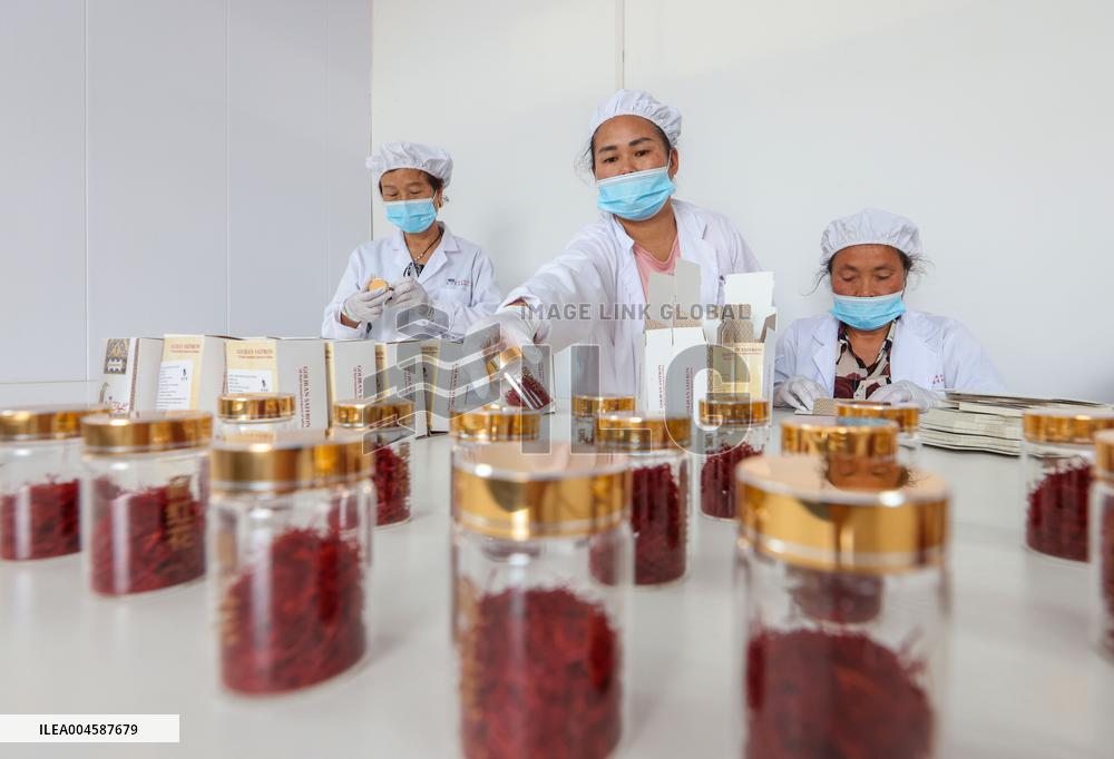 Saffron Manufacturing in Tongren