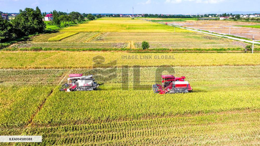 Early Rice Harvest in Yichun