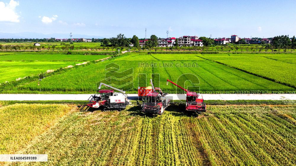 Early Rice Harvest in Yichun