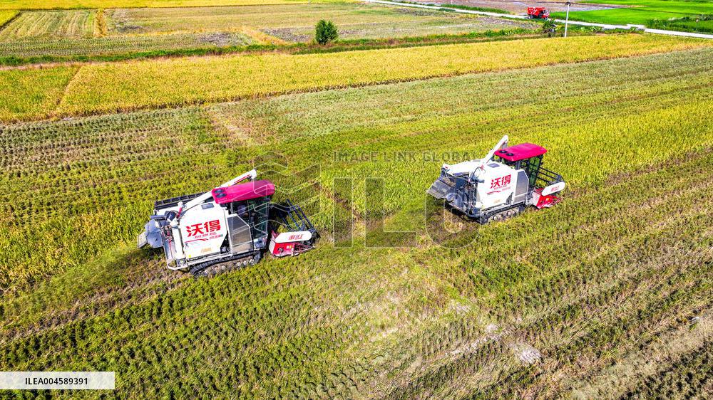 Early Rice Harvest in Yichun