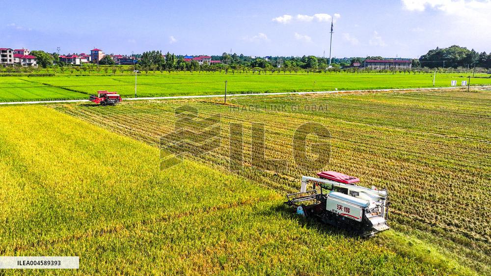 Early Rice Harvest in Yichun