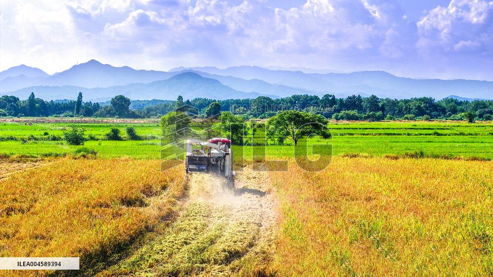 Early Rice Harvest in Yichun