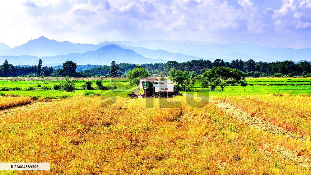 Early Rice Harvest in Yichun