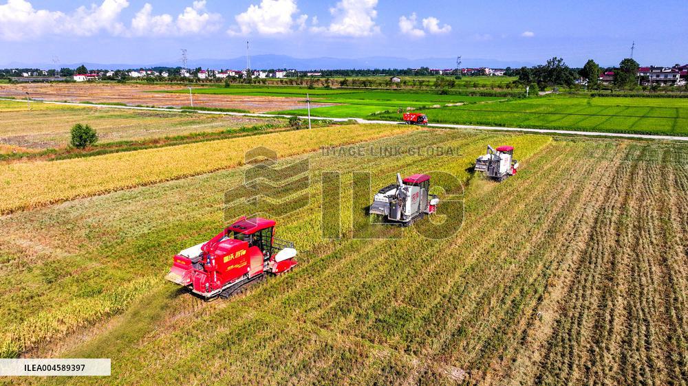 Early Rice Harvest in Yichun
