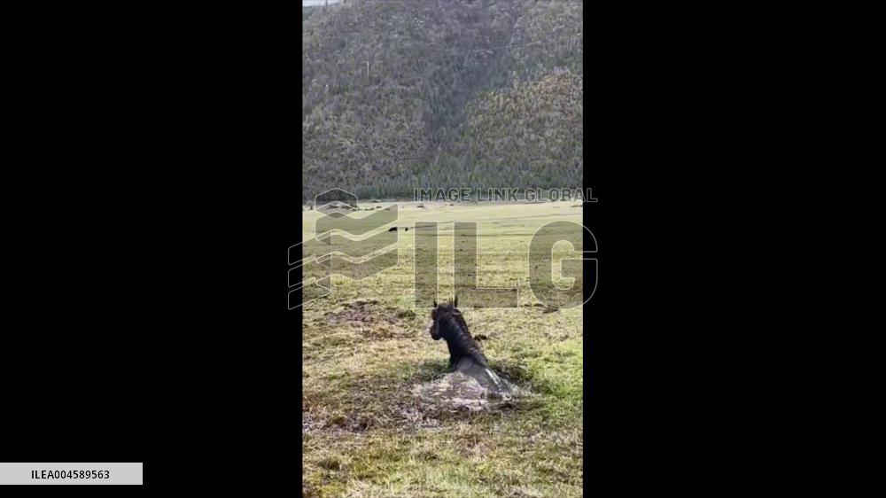 China: People Rescue Horse Trapped in Swamp With Excavator in Yunnan