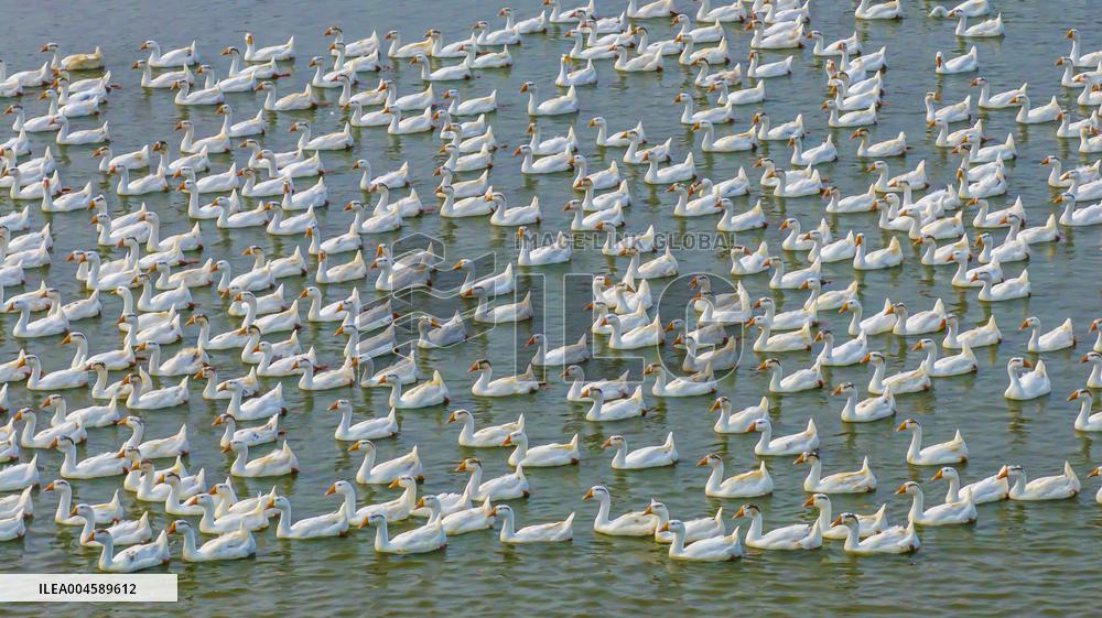 Ecological Goose Breeding Base in Suqian